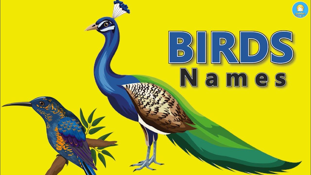 Birds Name in english name of birds Learn Bird Species in English