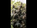 Deep purple fade Vanquish 630w CMH grow