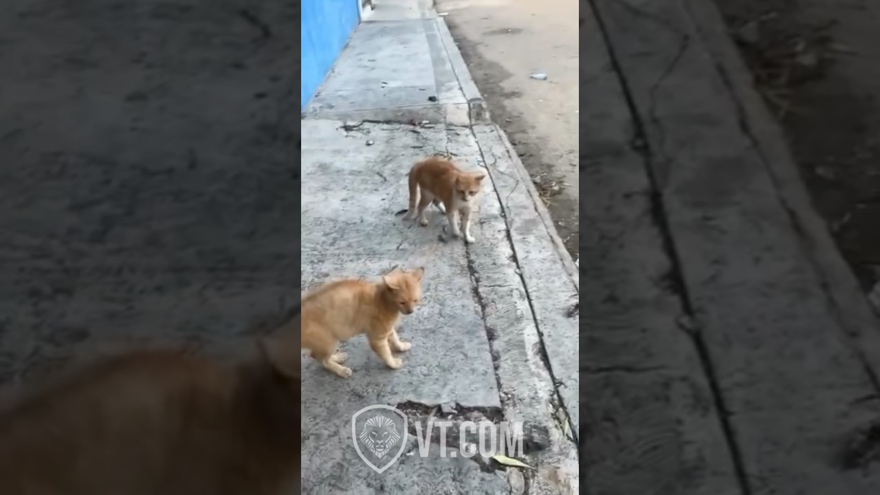 Orange Cat Tries to Act Tough… Fails Hilariously 😹💥