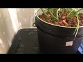 Sanitizing and Sterilizing a Hydroponic Grow Space