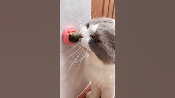 It is catnip and mint balls, which can be stuck on the wall. #funny  #animal #fyp #dailyfunnydaily