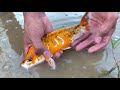 Lucky day! Fishing Japan KOI Fish on Dry Season