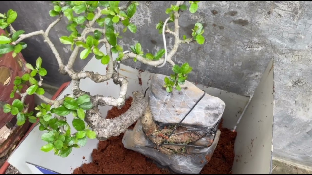 KÝ CÂY DUỐI TRÊN ĐÁ