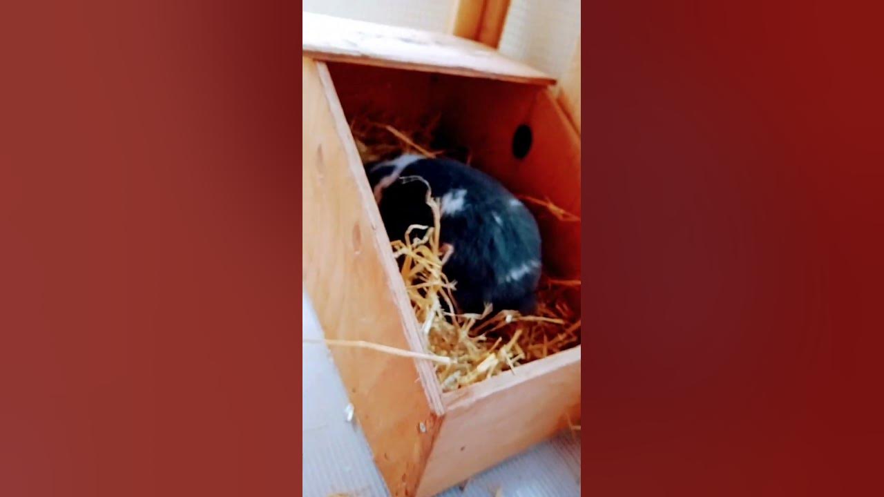 Cute PREGNANT MINI LOP RABBIT Building Nest NESTING Short Video #