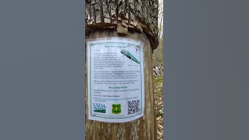 Thumbnail of Emerald Ash Borer Trap Griddled Ash Tree in Vermont #vermont #insect #trap #woods #tree #ash