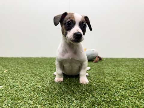 Video van Kruising Vrouwelijk Tricolor - PUP-ID 010726238 | Dierenhof Debrabandere