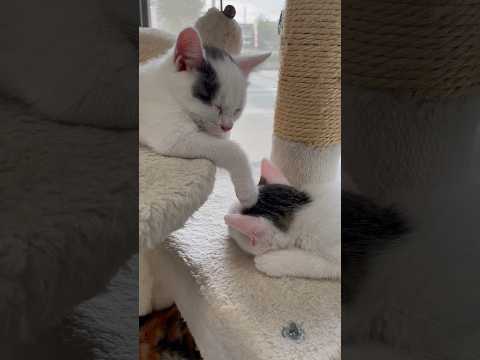何匹寝てるでしょうか？