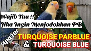 Wajib Tau Jika Ingin Menyilang Kan Lovebird Pb Agar Hasil Anakan Keluar Pb Semua