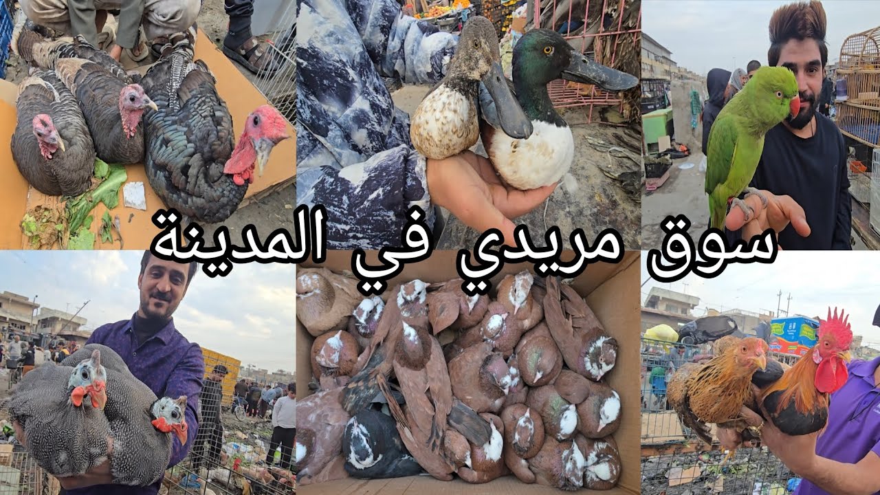 سوق مريدي في بغداد |المدينة #سوق الغزل الثاني يوم الأربعاء 2025/12/24