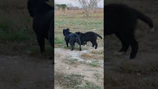 Attack 25%, Damage 0%