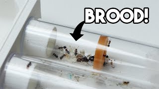 LOOK AT THAT BROODPILE! - Crematogaster Scuttelaris Ant Colony | Update #1