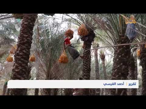 موسم حصاد التمور في سقطرى يشهد إنتاجاً وفراً