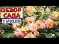 ОБЗОР САДА на 1 июля. РОЗЫ фавориты в саду