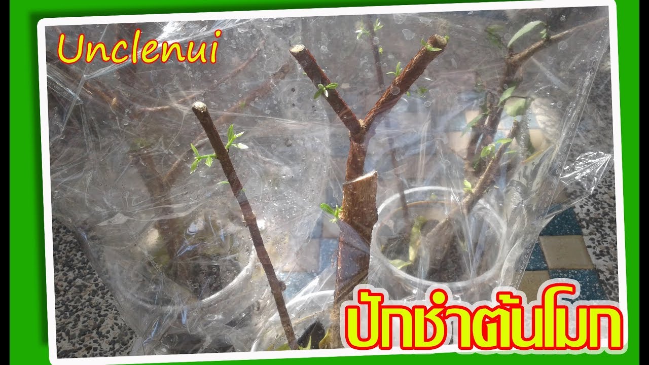 ปักชำต้นโมก  ขยายพันธุ์เพื่อทำแนวรั้ว #unclenui