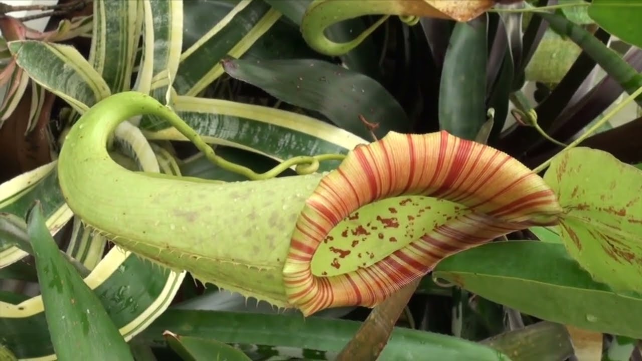 Le conservatoire des fleurs à San Francisco