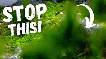 Prevent Algae Growth in Freshwater Aquariums with These Easy Steps