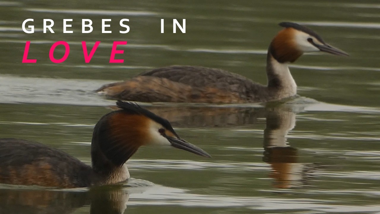 Grebes Show Their Love For Each Other Through Dance | Minster Marshes