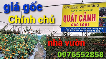 quất trum tết | quất lọ , quất dù các loại giá gốc nhà vườn | quất tết 2022