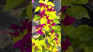 Brizza Variety Varieties