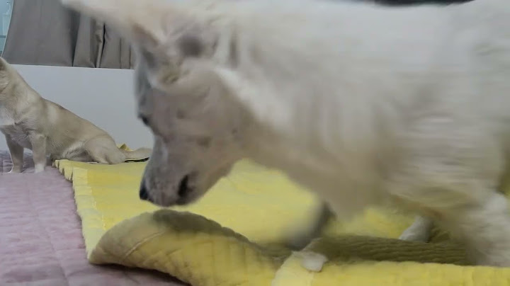 [vlog] 청소하는 것을 보기만 하는 강아지들_puppies watching the cleaning
