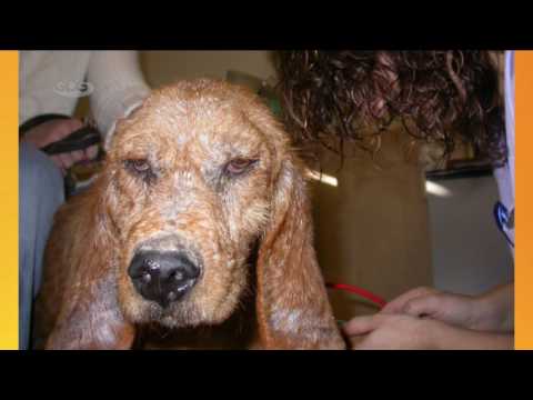 ვიდეო: კანის ტკიპების დერმატიტი ძაღლებში