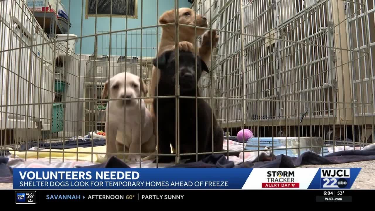 Jasper County rescue seeks temporary fosters as temperatures dip