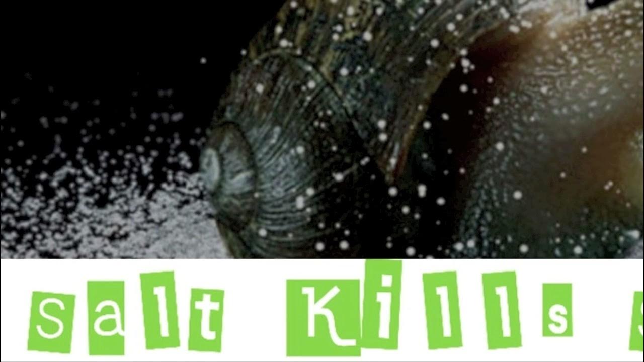 Salt Kills Snails By Potnaz YouTube