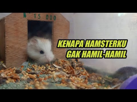 Video: Mengapa Hamster Memicit