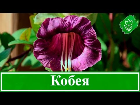 Цветок кобея – выращивание из семян, посадка и уход за кобеей в саду