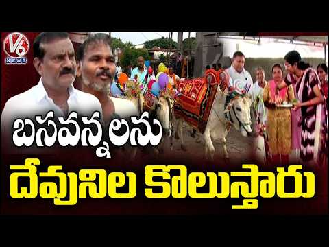 Adilabad Celebrates Polala Festival with Colourfully Decorated Bullocks   |V6 News - V6NEWSTELUGU