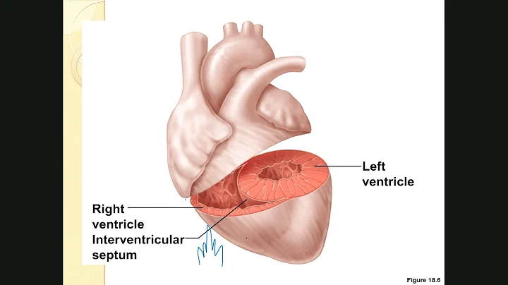 SEXTON BIOL 2402 HEART PART 1