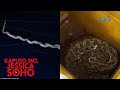Kapuso Mo, Jessica Soho: DAMBUHALANG SAWA, PUMULUPOT SA KABLE NG KURYENTE SA BOHOL!