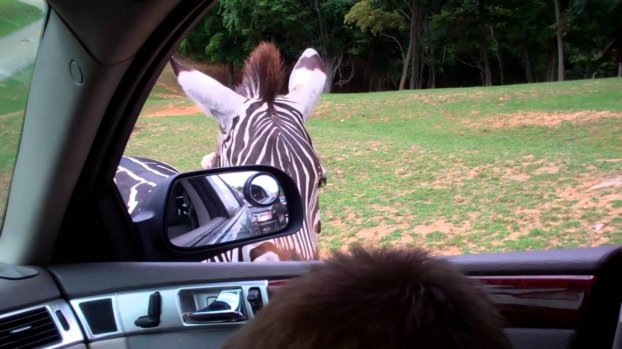 drive through safari zoo virginia