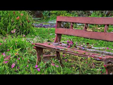 Ver burrell - The Honeymoon Phase(prod. burrell) en YouTube