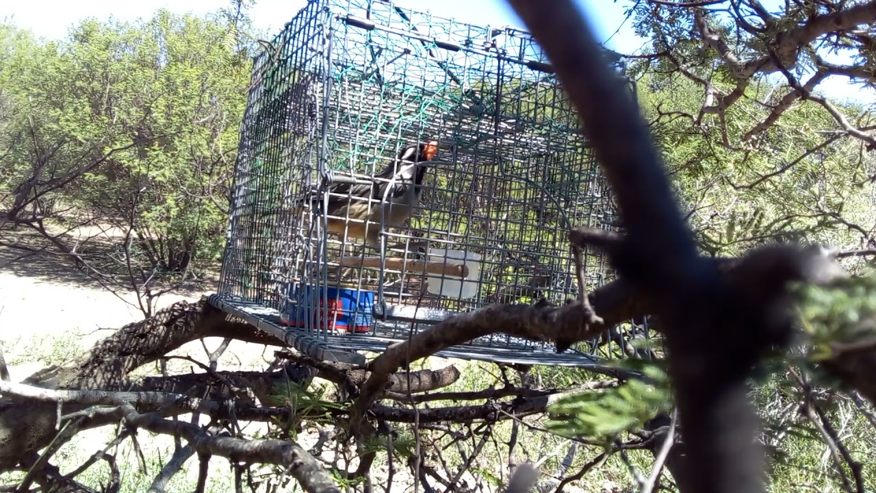 Pica hueso Llamador  En el Campo