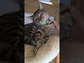 Roji and his friends enjoying some TLC, Roji y sus amigos recibiendo cuidados y mimos