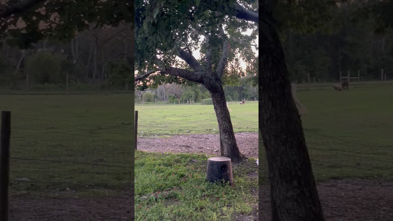 Mini Stallion on the Run! 