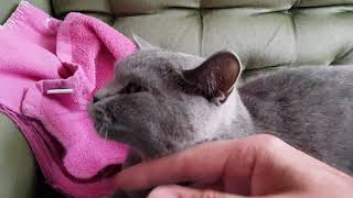 British Shorthair Cat Kim 260818