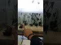 #angelfish #viralvideo #trending song #fishlover