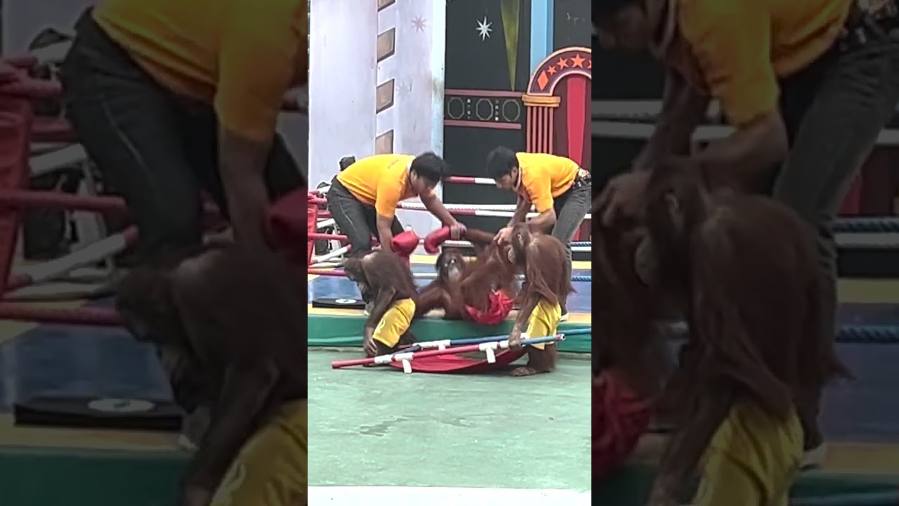 Orangutan Ambulance 🚑