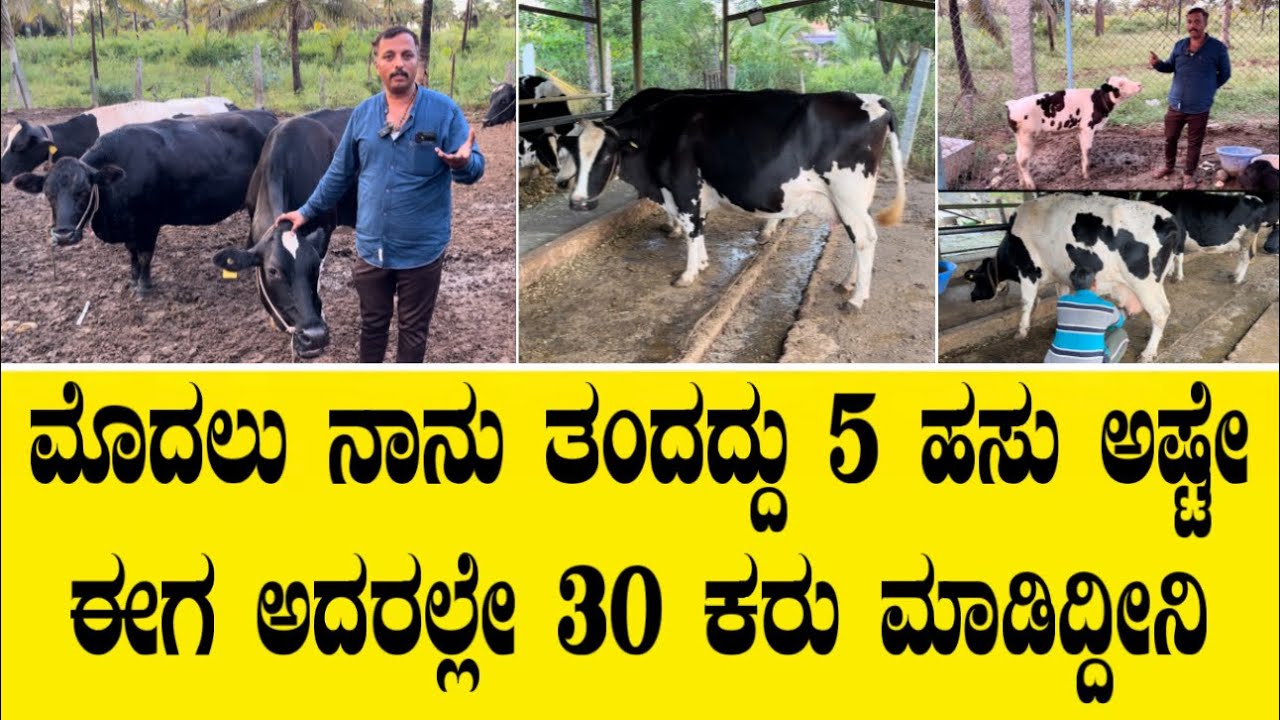 ಮೊದಲು ನಾನು ತಂದದ್ದು 5 ಹಸು ಅಷ್ಟೇ ಈಗ ಅದರಲ್ಲೇ 30 ಕರು ಮಾಡಿದ್ದೀನಿ||Dairy farming success story