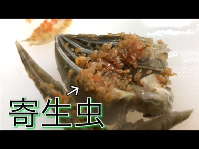 大量に寄生された生物を生で食べた結果 集合体 Youtube