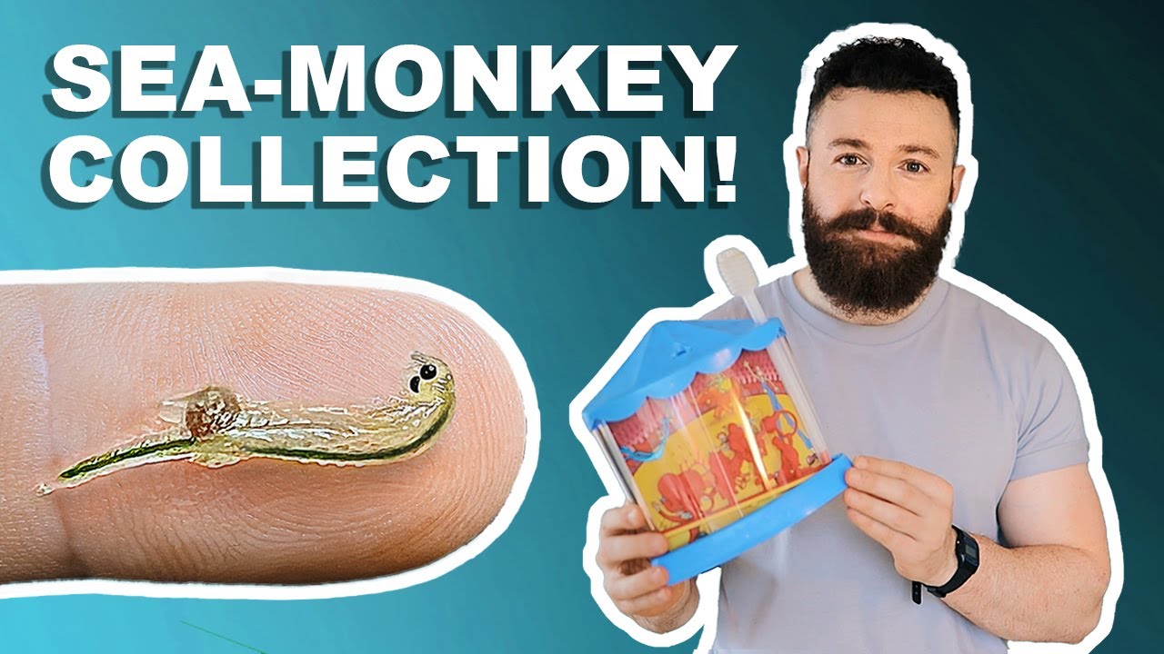 Channel Update + Showing My Entire Sea-Monkey Collection! 