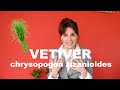 Lhuile essentielle de vtiver  chrysopogon zizanioides et olfaction