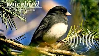 Dark eyed junco bird call