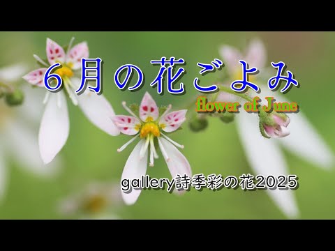 6月の花ごよみ2025、シリーズ詩季彩の花の写真集、夏の花ごよみです