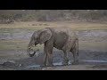 Elephants of Madike Game Reserve