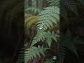 Deep Forest Moss Rain ASMR (Satisfying) 🌿💧 #sleepsounds #deepsleep #natureasmr #rainasmr