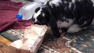 BunSpace Banana Bites
