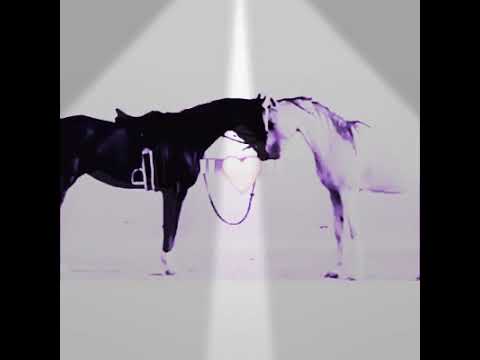 سطى حبك بقلبي وحاف الجوارح حوف شيلة على الموعد لسلطان البريكي